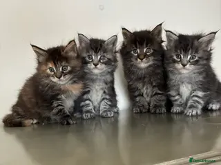 Maine Coon cats Maine coon kittens - Advert 4