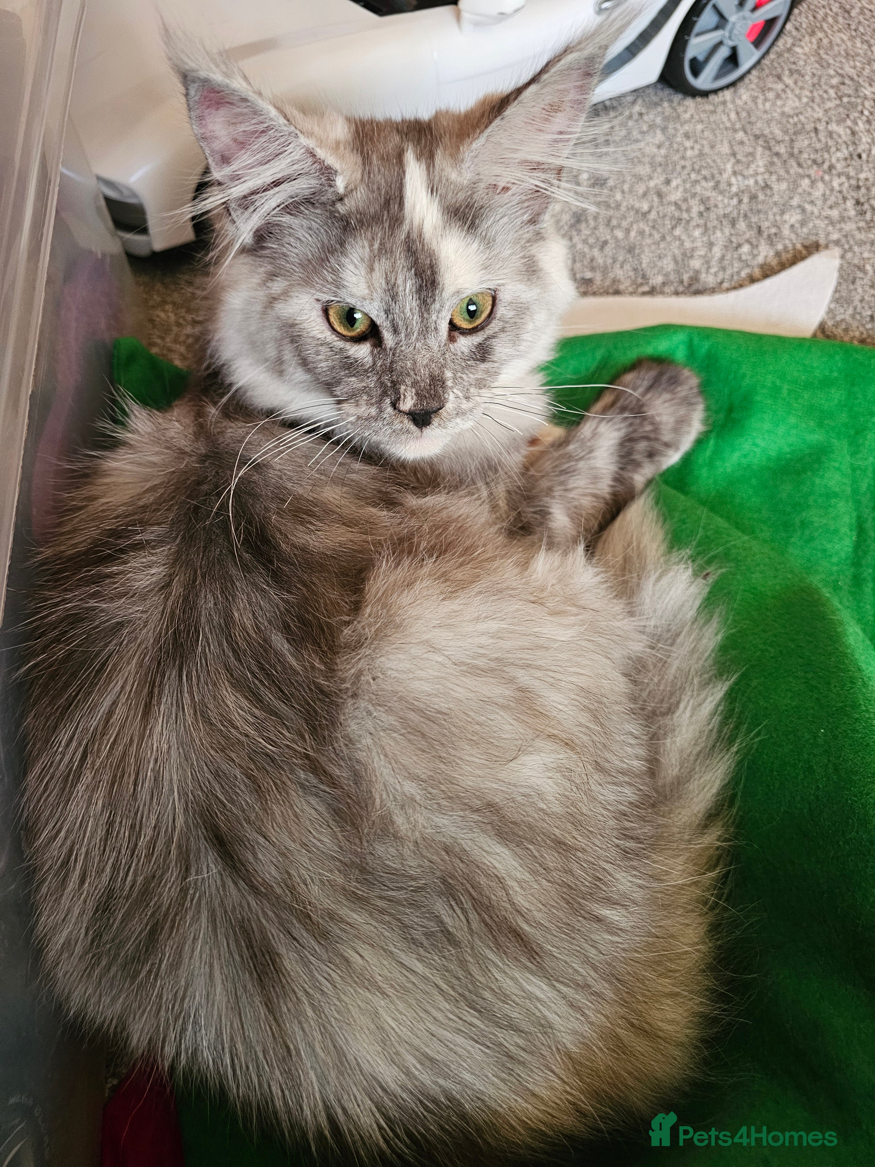 Maine Coon cats Female maincoon kittens ready to leave - Advert 2