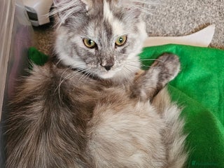 Maine Coon cats Female maincoon kittens ready to leave - Advert 17