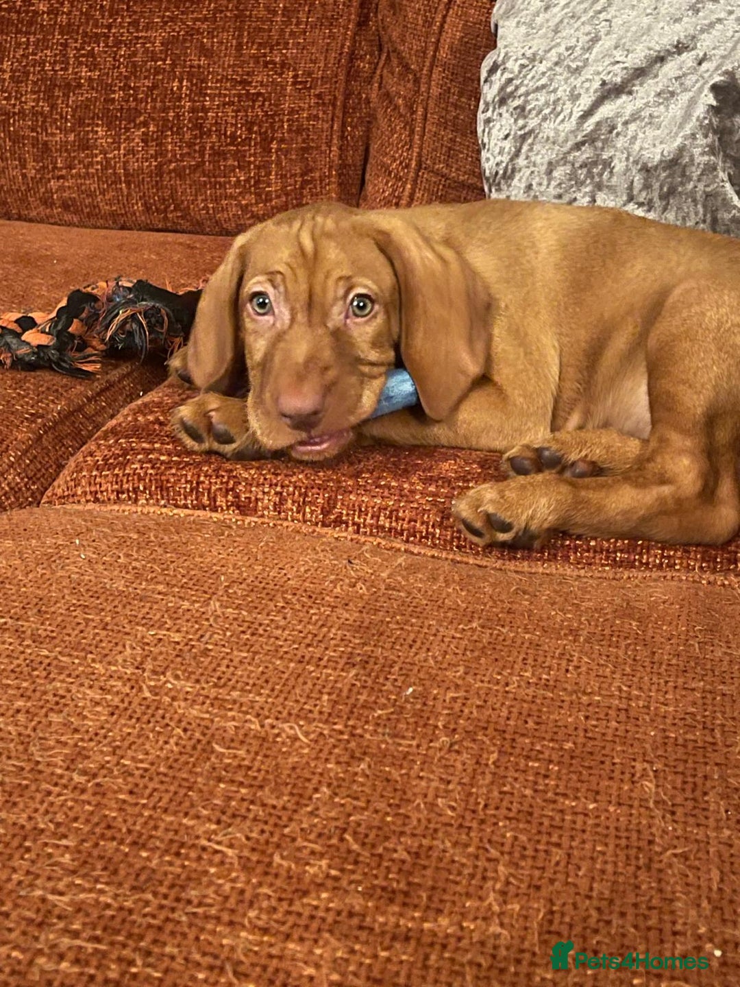 Hungarian Vizsla dogs for sale: Wirehaired Hungarian Visla puppies   - Advert 10