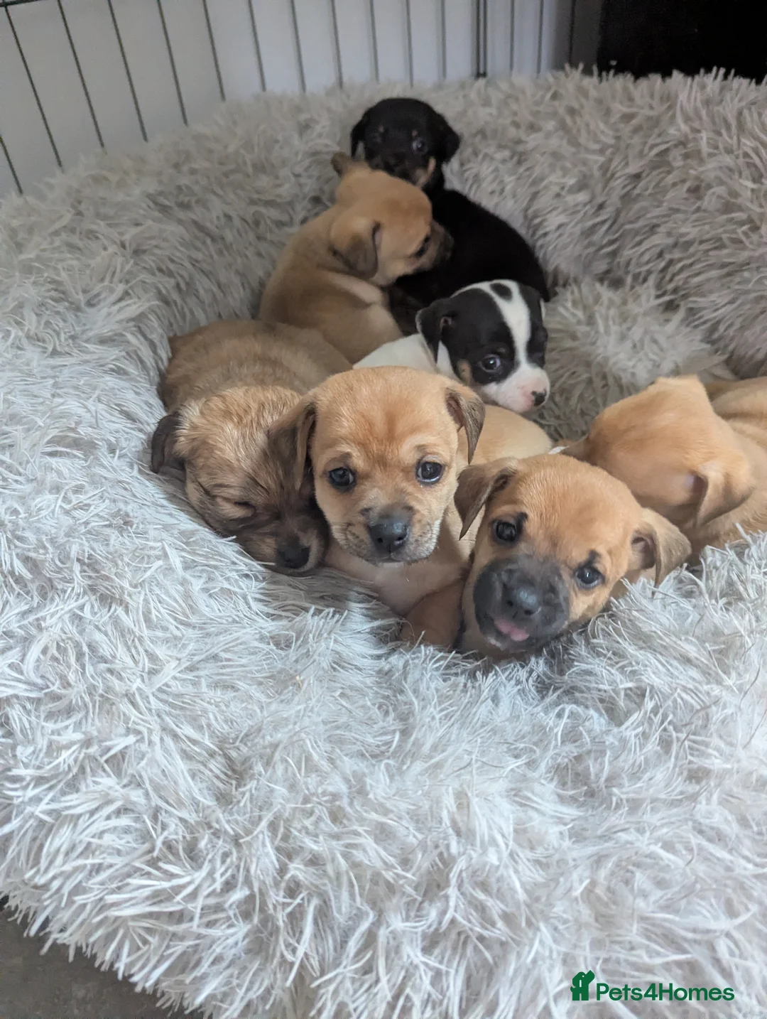 Jack Chi dogs for sale: *1 baby left*  Jack Chi babies  - Advert 2
