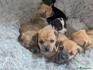 Jack Chi dogs Jack Chi babies - Advert 2