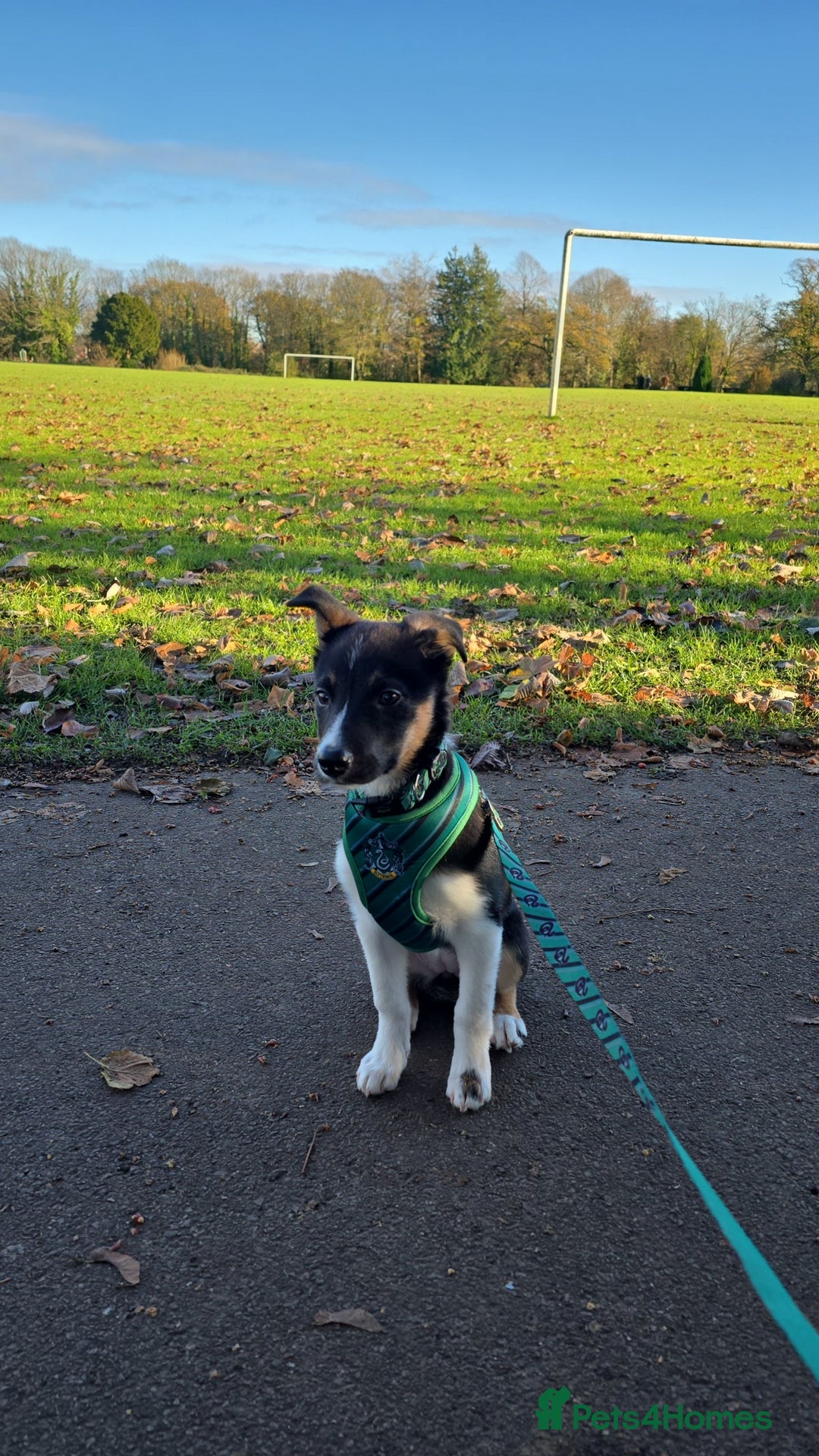 Border Collie dogs for sale: Border Collie - Advert 1