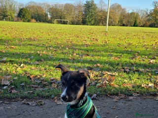 Border Collie dogs Border Collie - Advert 1