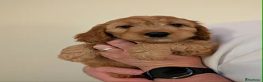 Buddy