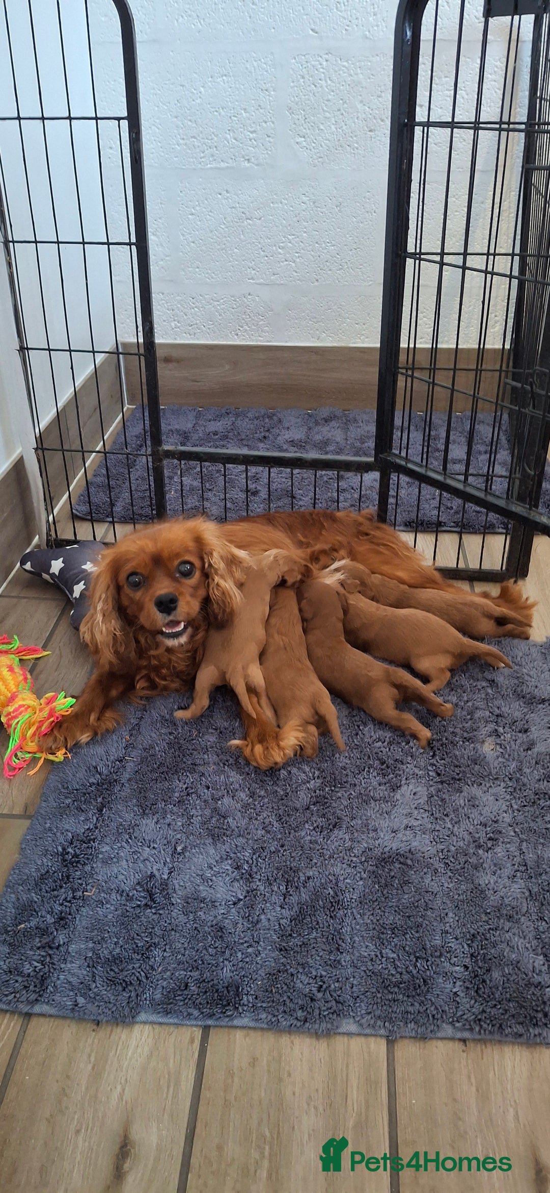 Cavapoo dogs for sale: Red cacapoos - Image 7