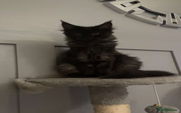 Maine Coon cats for sale: black smoke female  - Image 12