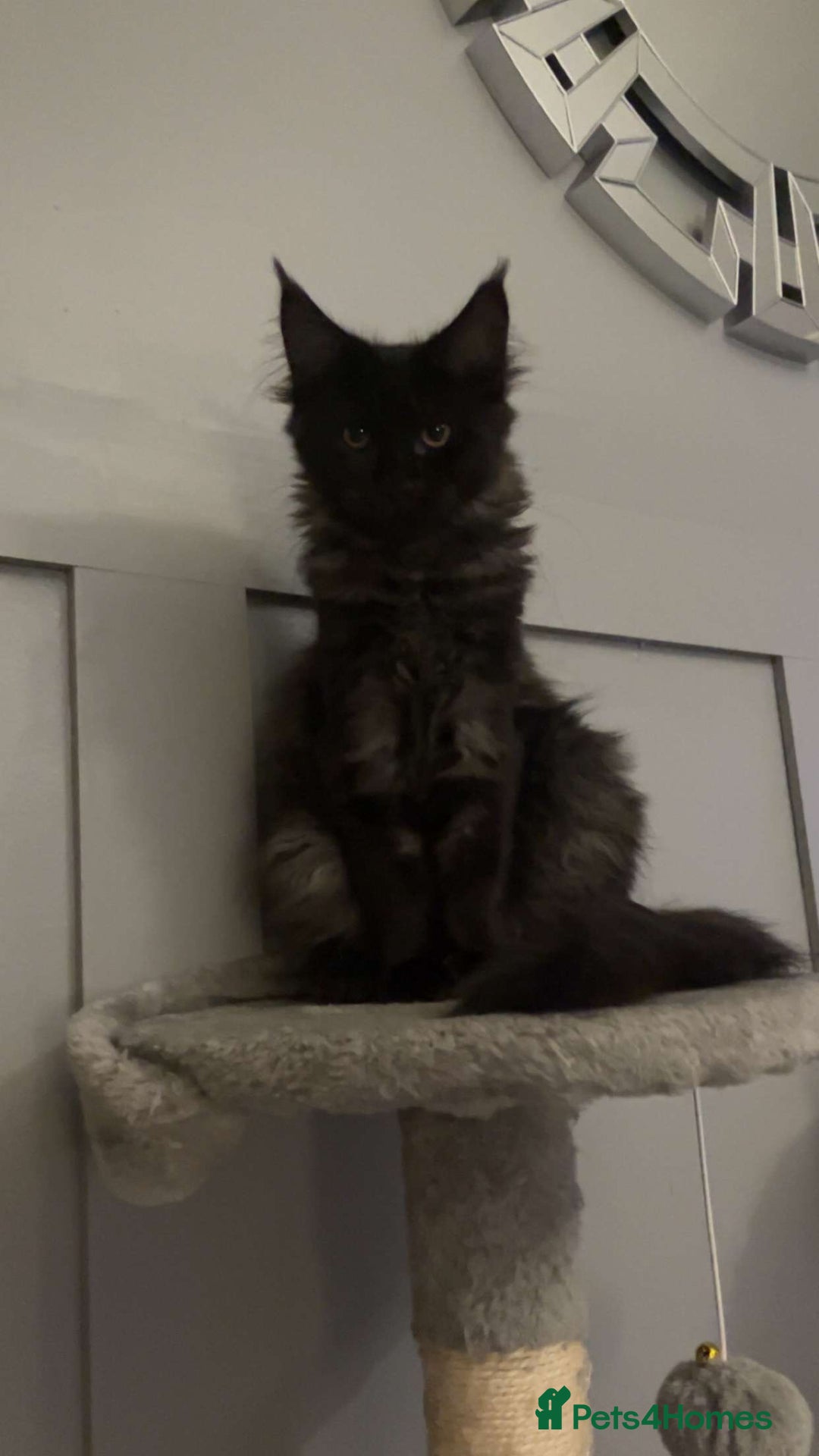 Maine Coon cats for sale: black smoke female  - Image 12