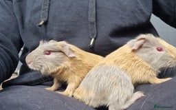 Guinea Pig rodents for sale: Two bond brothers / will ready end of oct  - Image 2