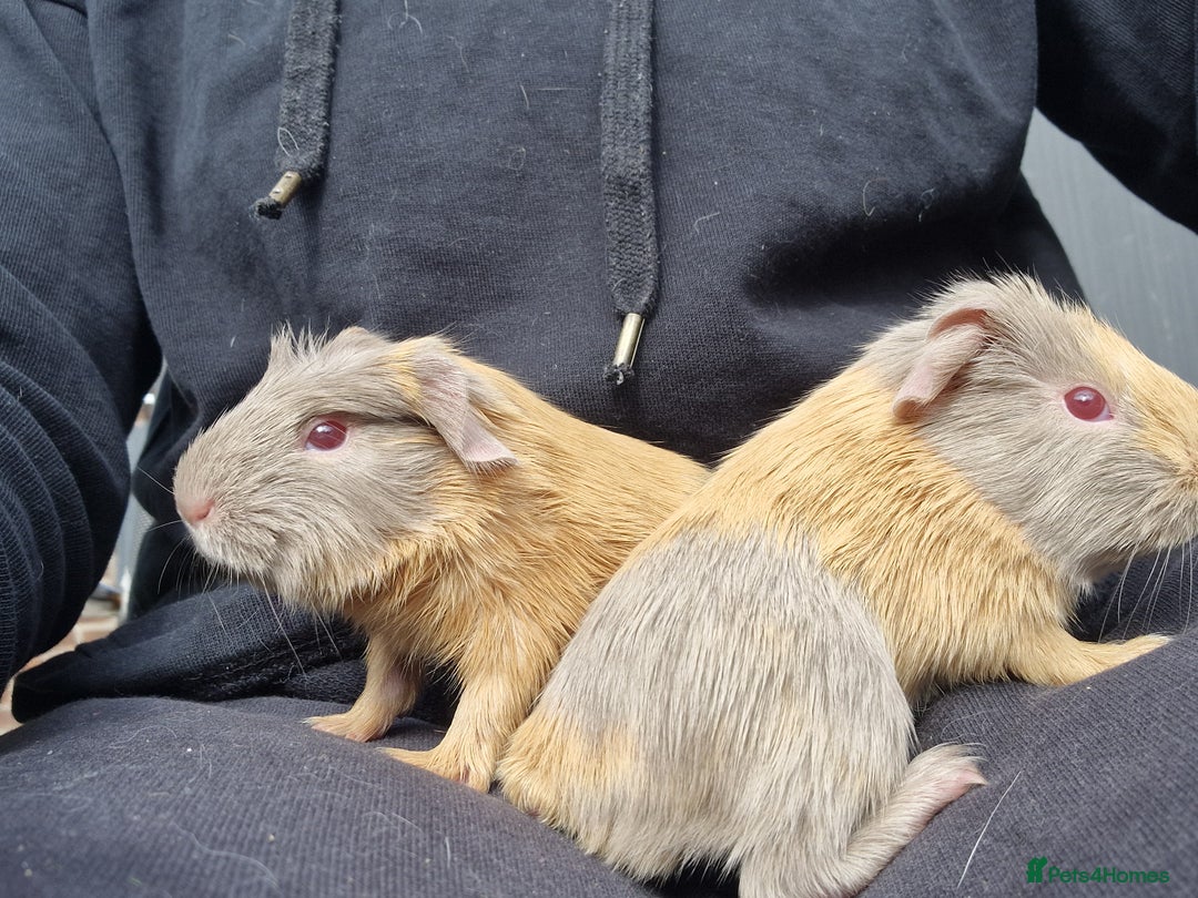 Guinea Pig rodents for sale: Two bond brothers / will ready end of oct  - Image 2