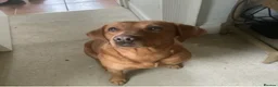 Labrador Retriever dogs for sale: Fox Red Labrador Puppies - Advert 6