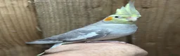 Cockatiels birds for sale: Baby cocktails  - Advert 5