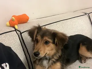 Mixed Breed dogs Male Puppy Mix Breed - Advert 4