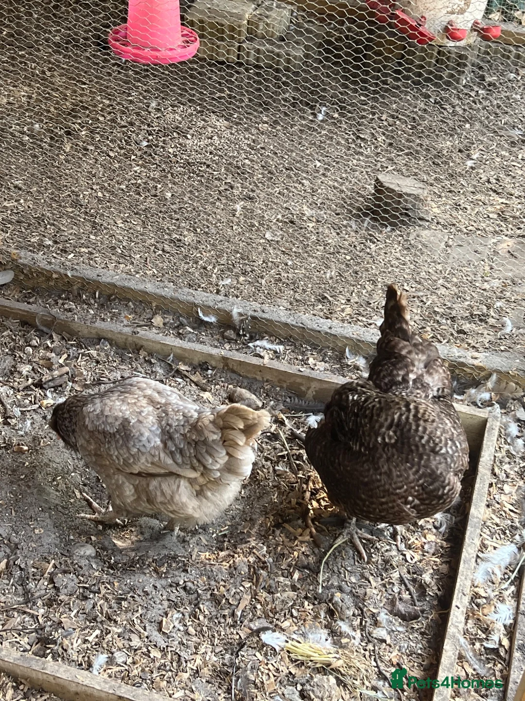 Chickens poultry for sale: Point of Lay and Laying Chickens - Advert 9