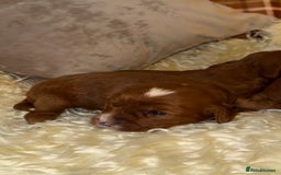 Cavapoo dogs for sale: ❤️ Deep Red Cavapoo Puppies ❤️ - Image 9