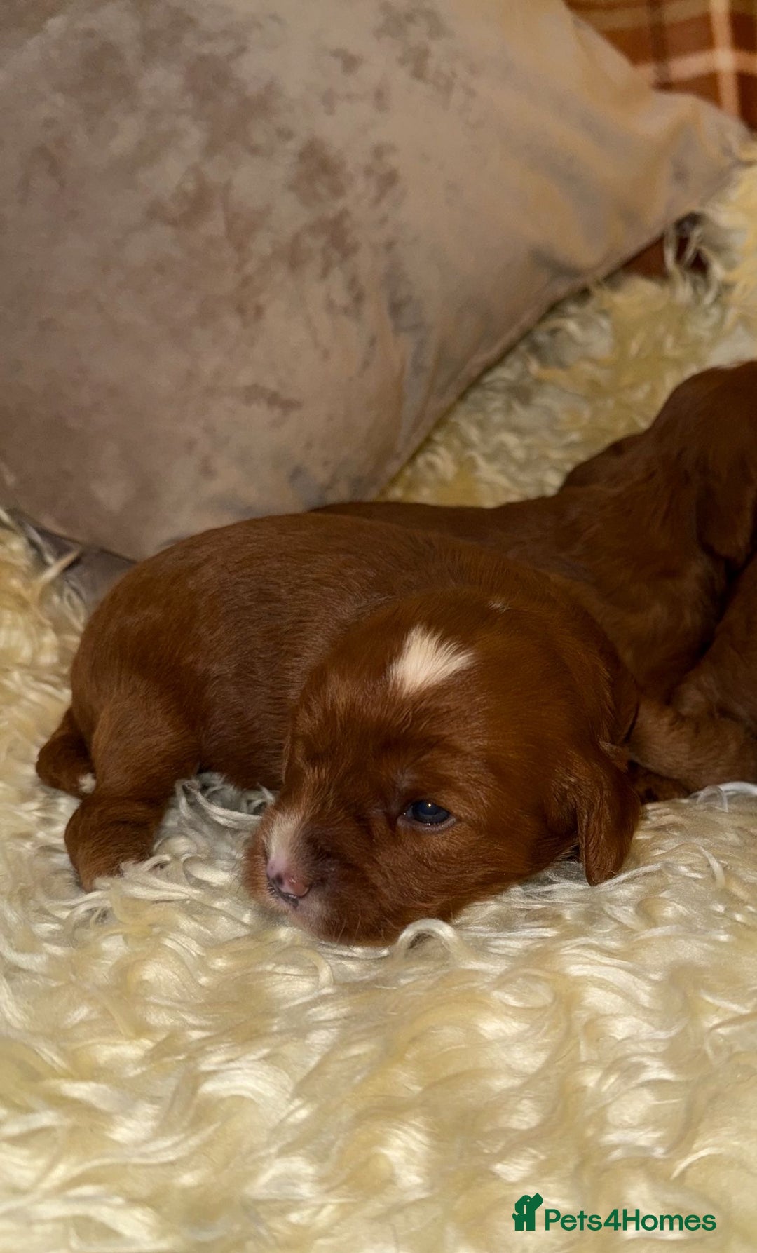 Cavapoo dogs for sale: ❤️ Deep Red Cavapoo Puppies ❤️ - Image 9