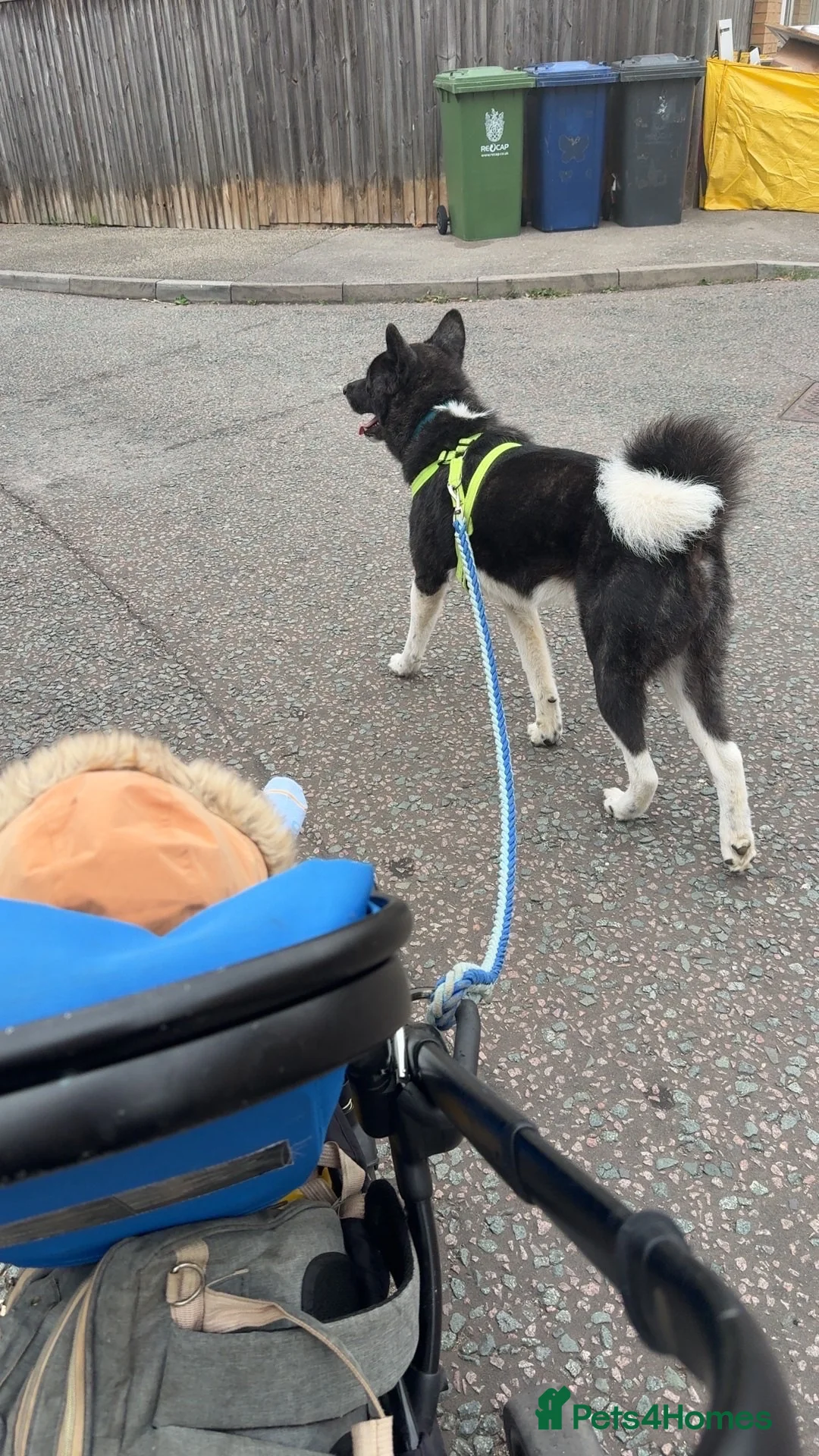 Akita dogs for sale: Selling my dog in Cambridge - Advert 1
