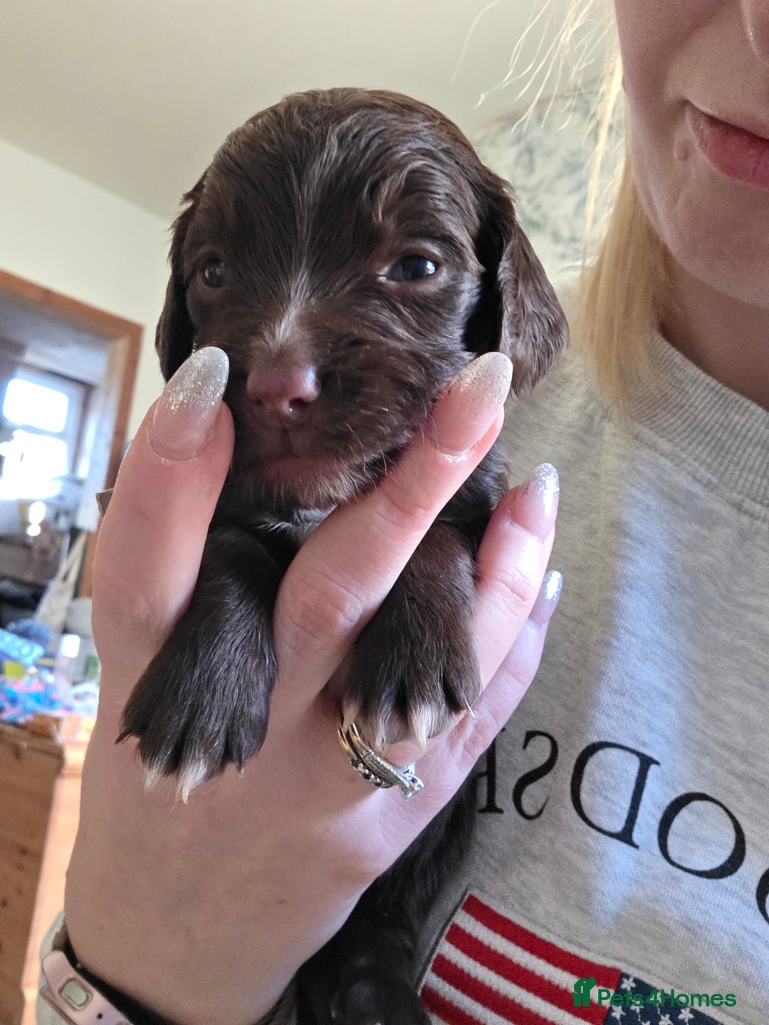 Cocker Spaniel dogs for sale: Beautiful Spaniel pups! - Advert 34