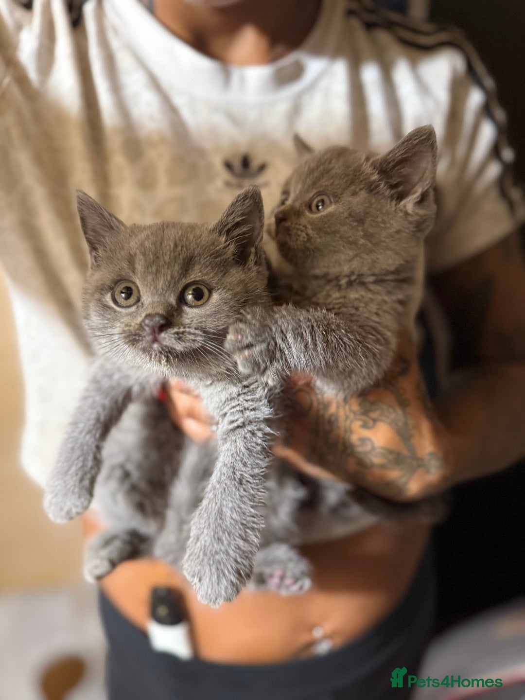 British Shorthair cats for sale: CHAMPION BLOODLINE - Image 4