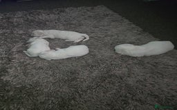 Bichon Frise dogs for sale: Bichon frise puppy for sale - Image 1