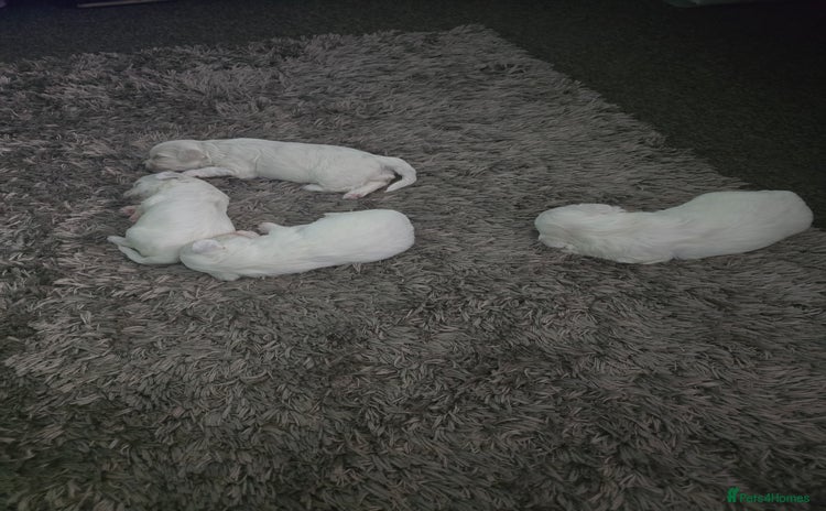 Bichon Frise dogs - Advert 3