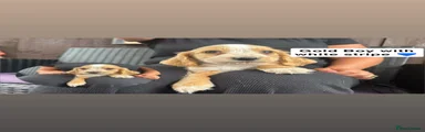Cocker Spaniel 5