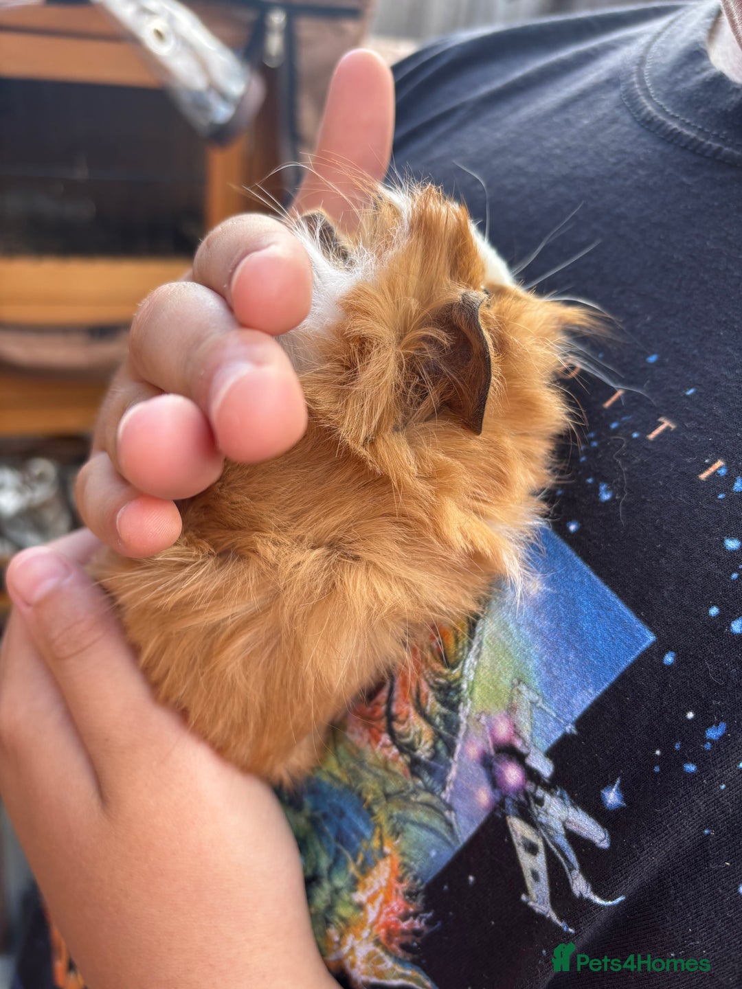 Guinea Pig rodents for sale: Guinea pigs for sale - Image 3
