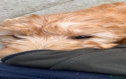Mini Goldendoodle dogs for sale: F1 miniature golden doodle puppies  - Image 10
