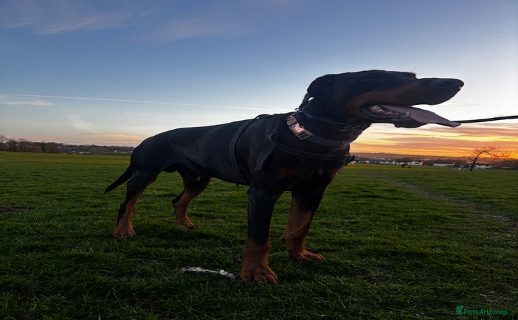 Dobermann dogs - Advert 9