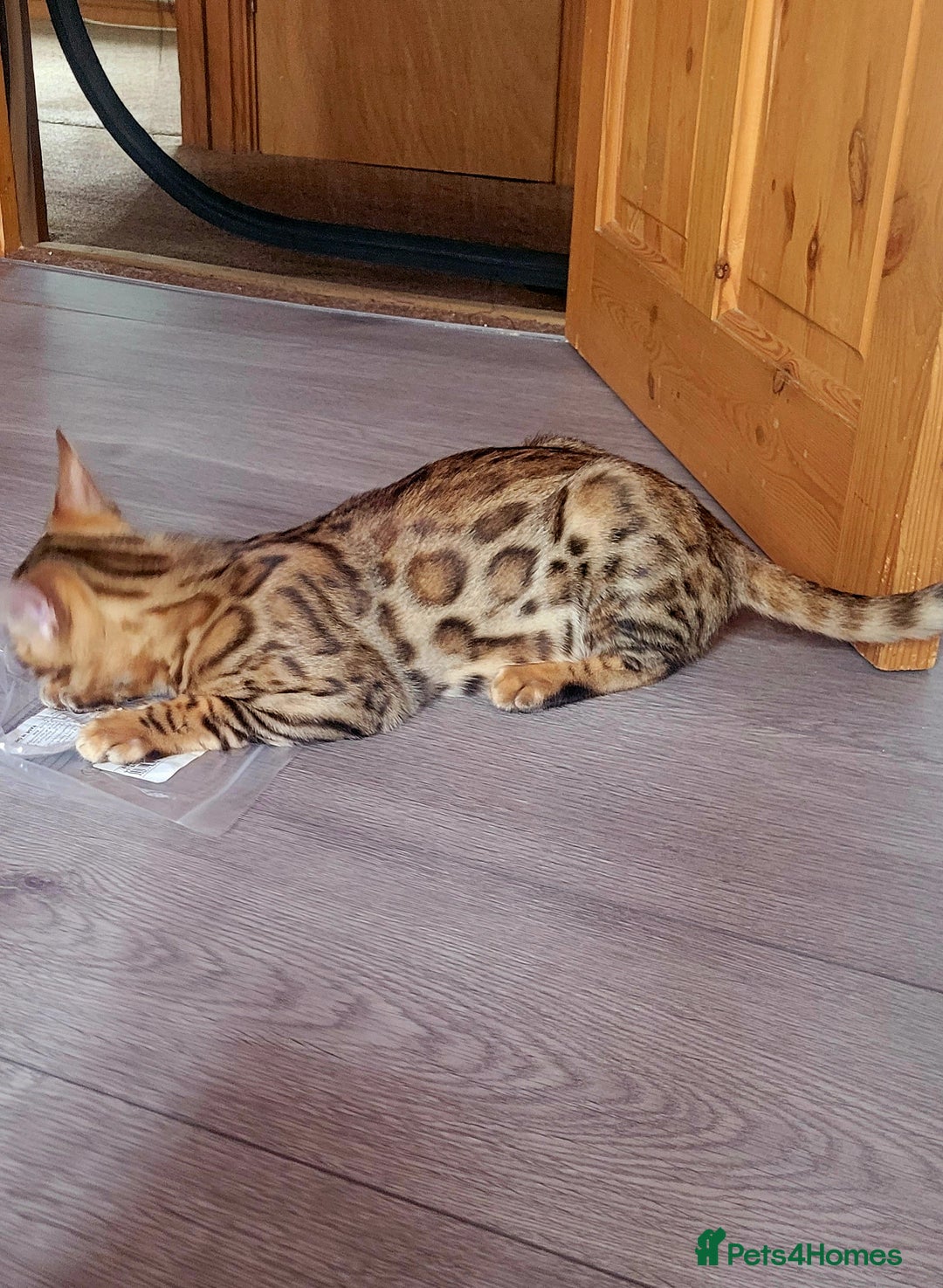 Bengal cats for sale: Bengal kittens (Tica regi.) 2 boys left - Image 18