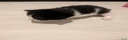 Mixed Breed cats for sale: Kittens - Advert 9