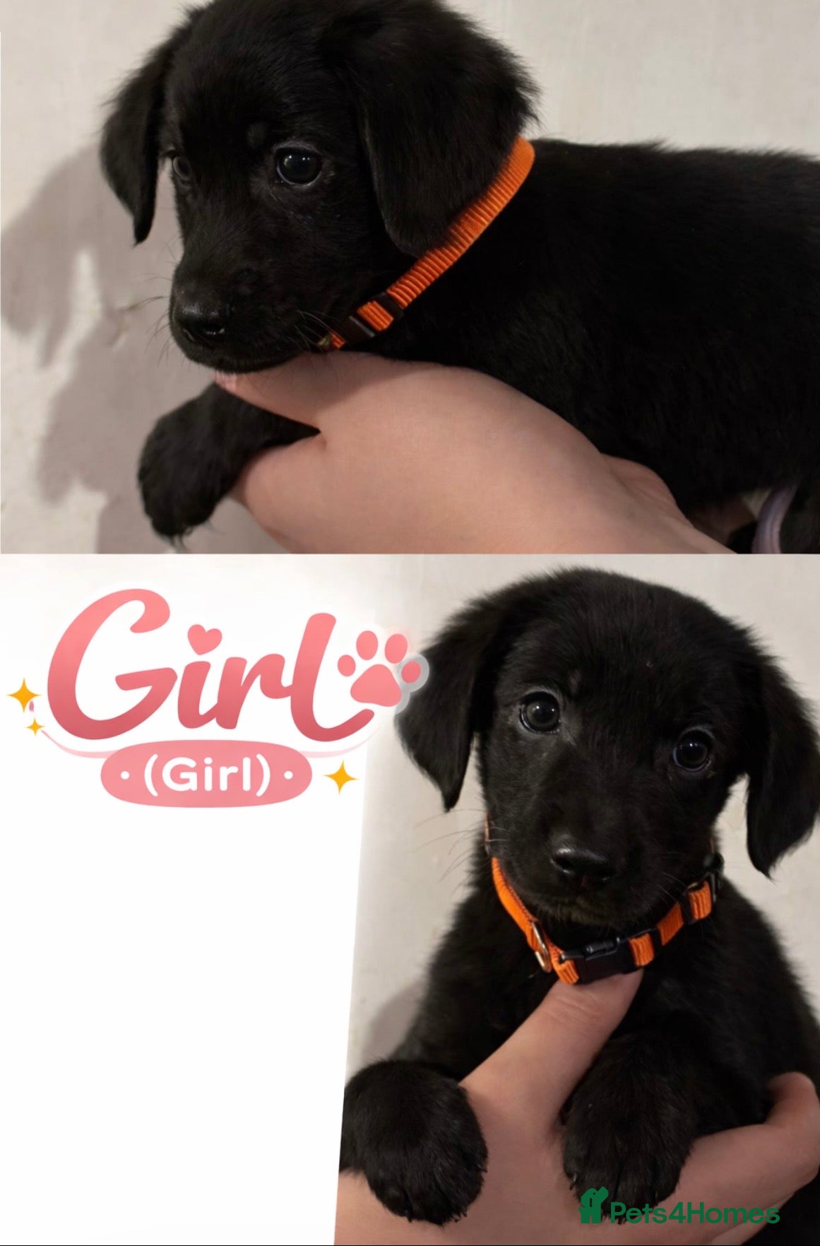 Mixed Breed dogs Family raised collie x Labrador puppy’s  - Advert 2