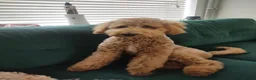 Mixed Breed dogs for sale: Exceptional Australian labradoodle /Double Doodles - Advert 26