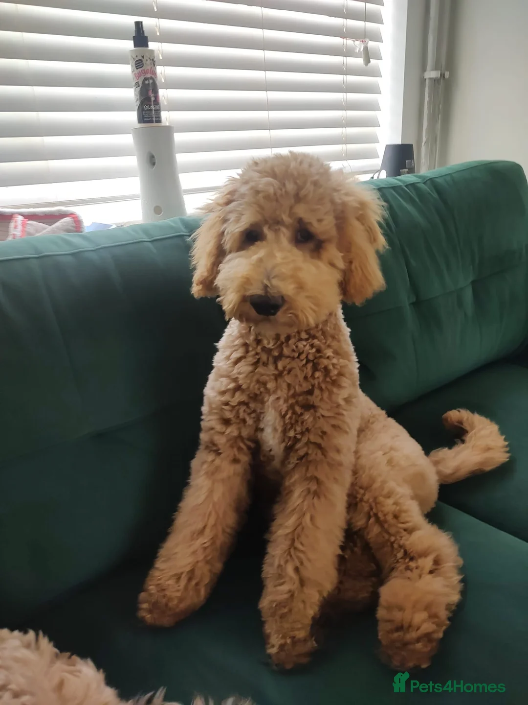 Mixed Breed dogs for sale: Exceptional Australian labradoodle /Double Doodles - Advert 26