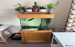 Turtle reptiles for sale: Mississippi Map Turtle & Tank - Image 7