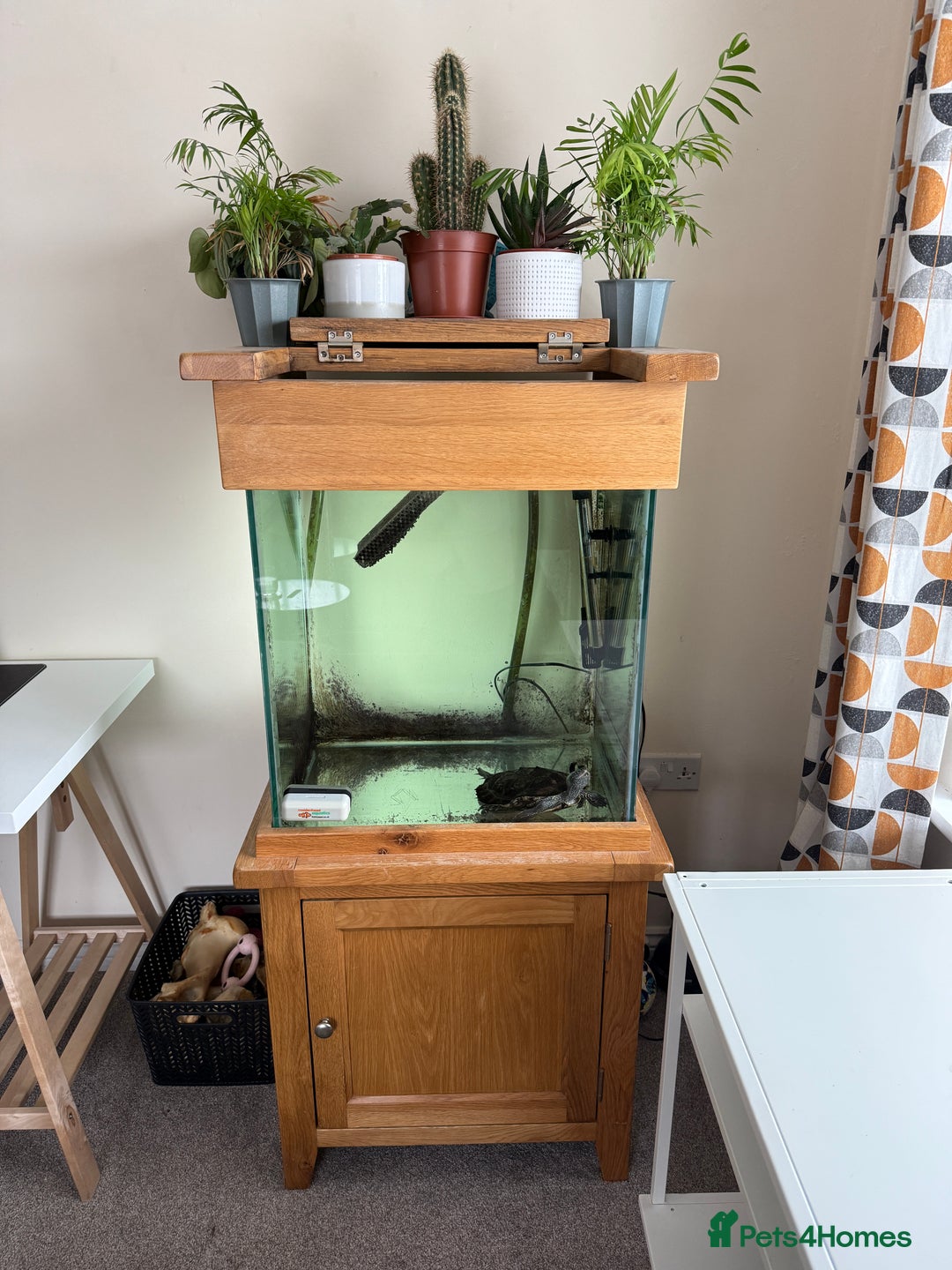 Turtle reptiles for sale: Mississippi Map Turtle & Tank - Image 7