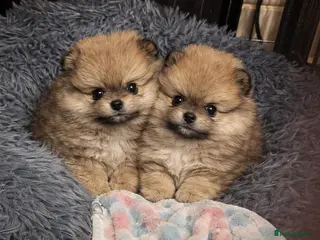 Pomeranian dogs BEAUTIFUL POMERANIAN GIRLS AVAILABLE - Advert 13