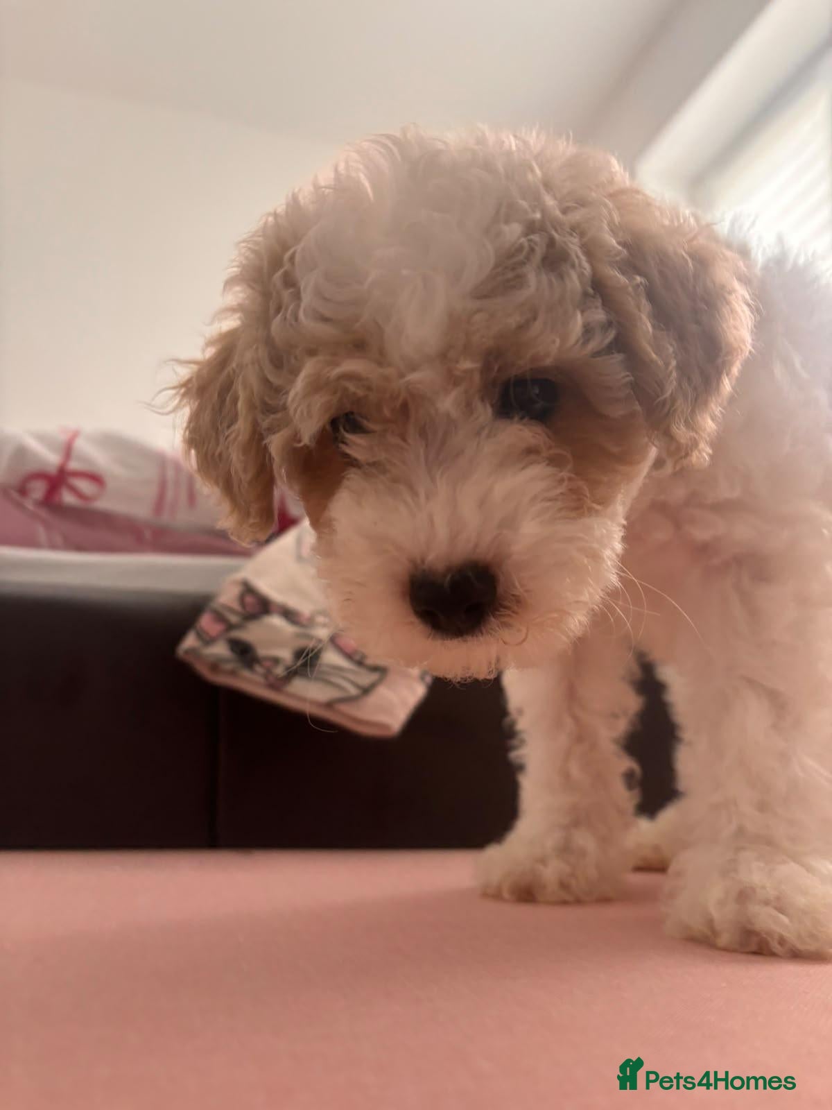 Cavapoochon dogs Last little boy, ready to leave - Advert 2