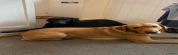 Labrador Retriever dogs for sale: 10 Stunning black Labrador & cream/red fox pups  - Advert 10