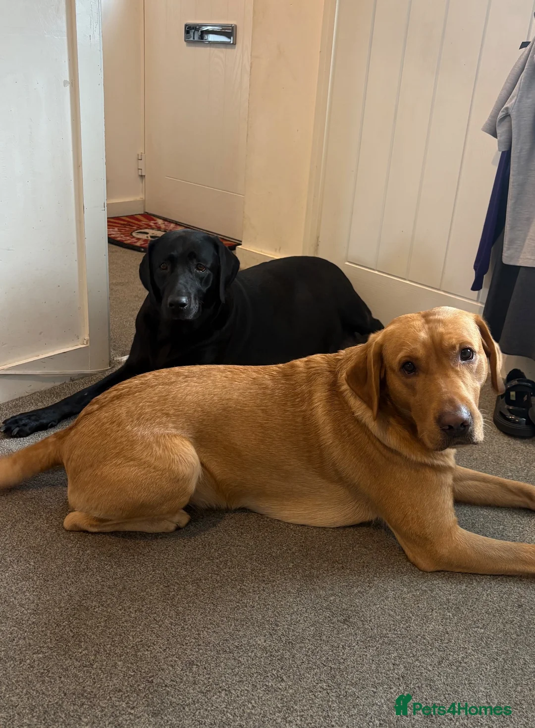 Labrador Retriever dogs for sale: 10 Stunning black Labrador & cream/red fox pups  - Advert 10