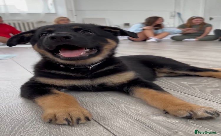 German Shepherd dogs - Advert 1