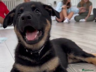 German Shepherd dogs - Advert 7