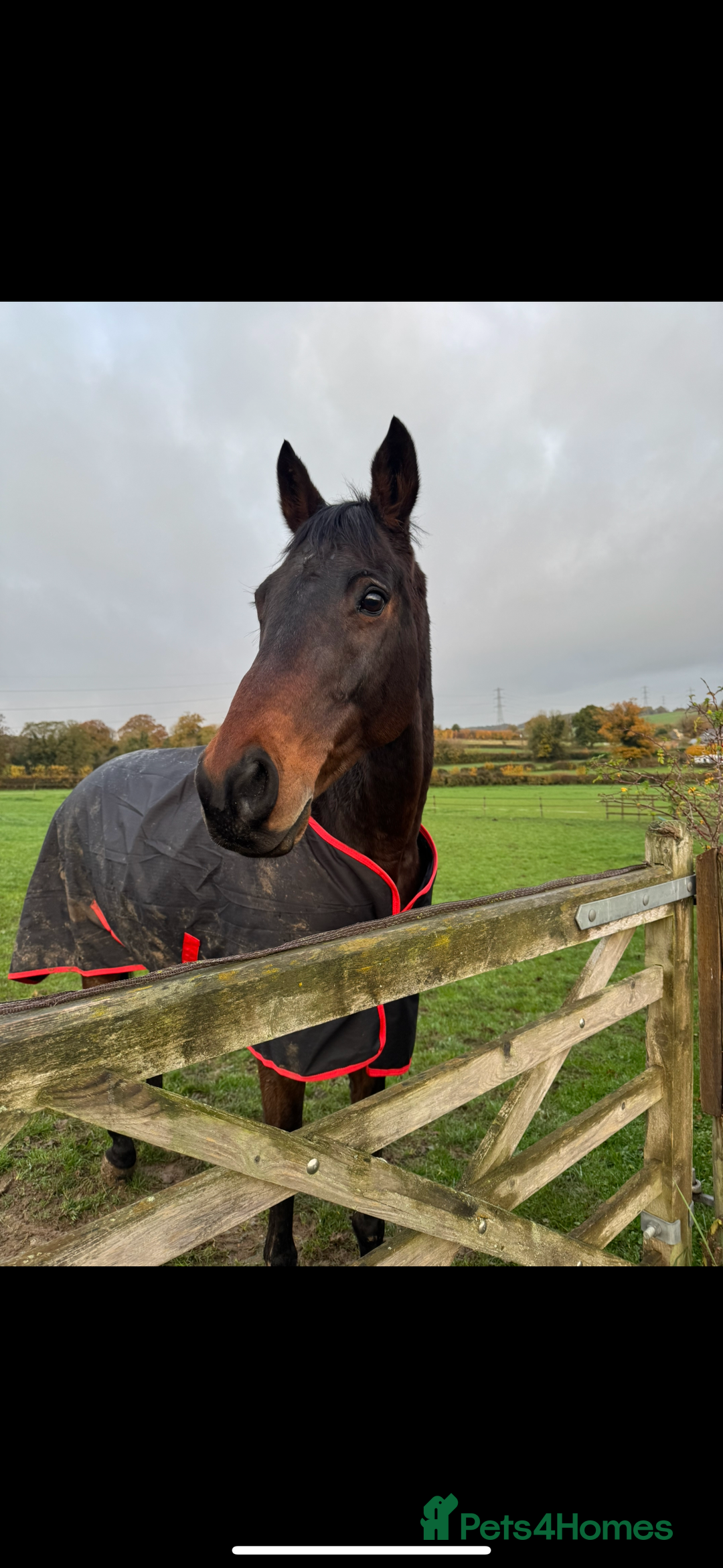 Irish Thoroughbred horses for sale: Bruno, lovely 16.2 gelding for sale  - Advert 3