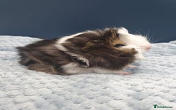 Guinea Pig rodents for sale: Absolutely Stunning Baby Boars  - Image 4