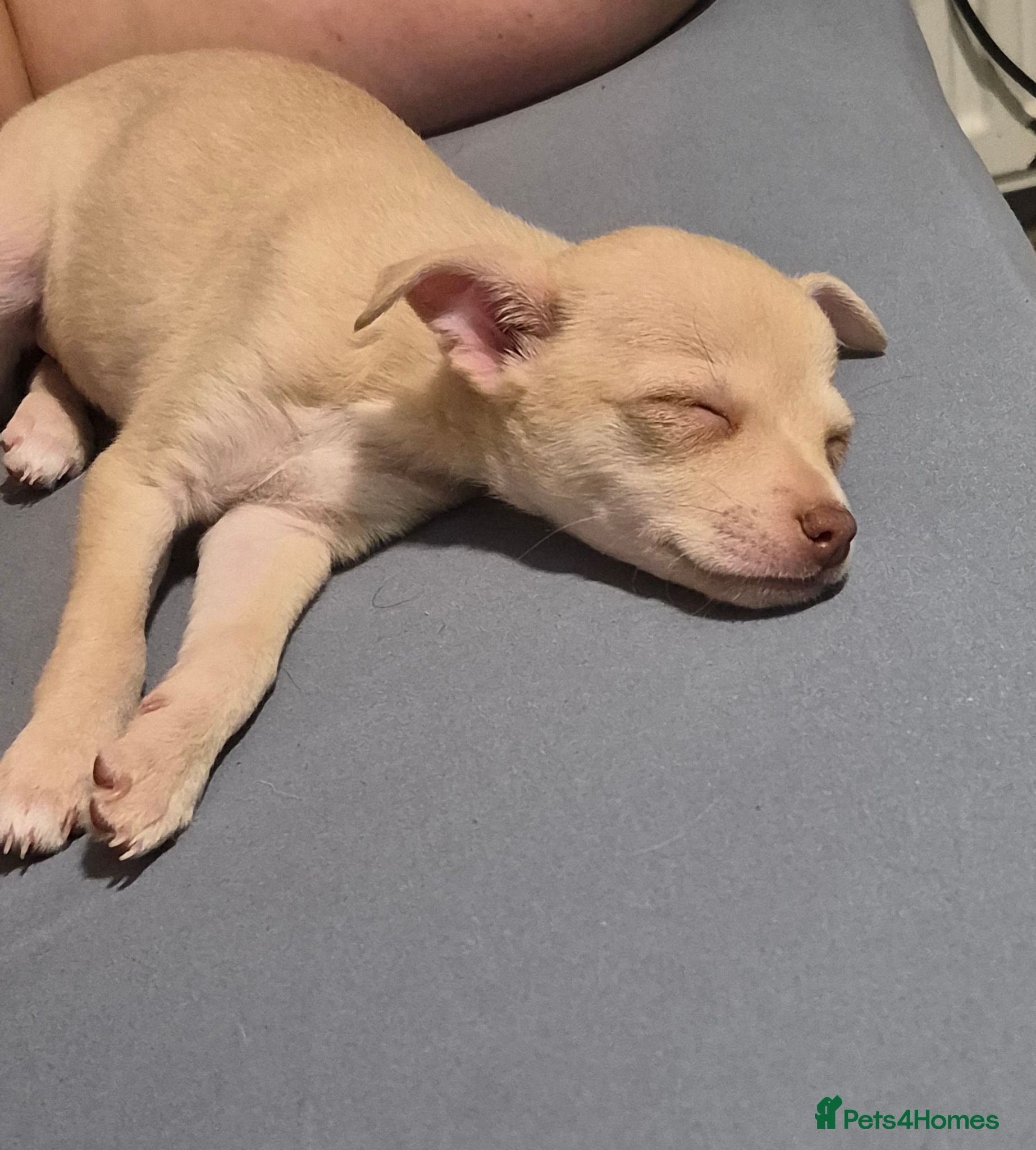 Chihuahua dogs girl chihuahua left ready now - Advert 11