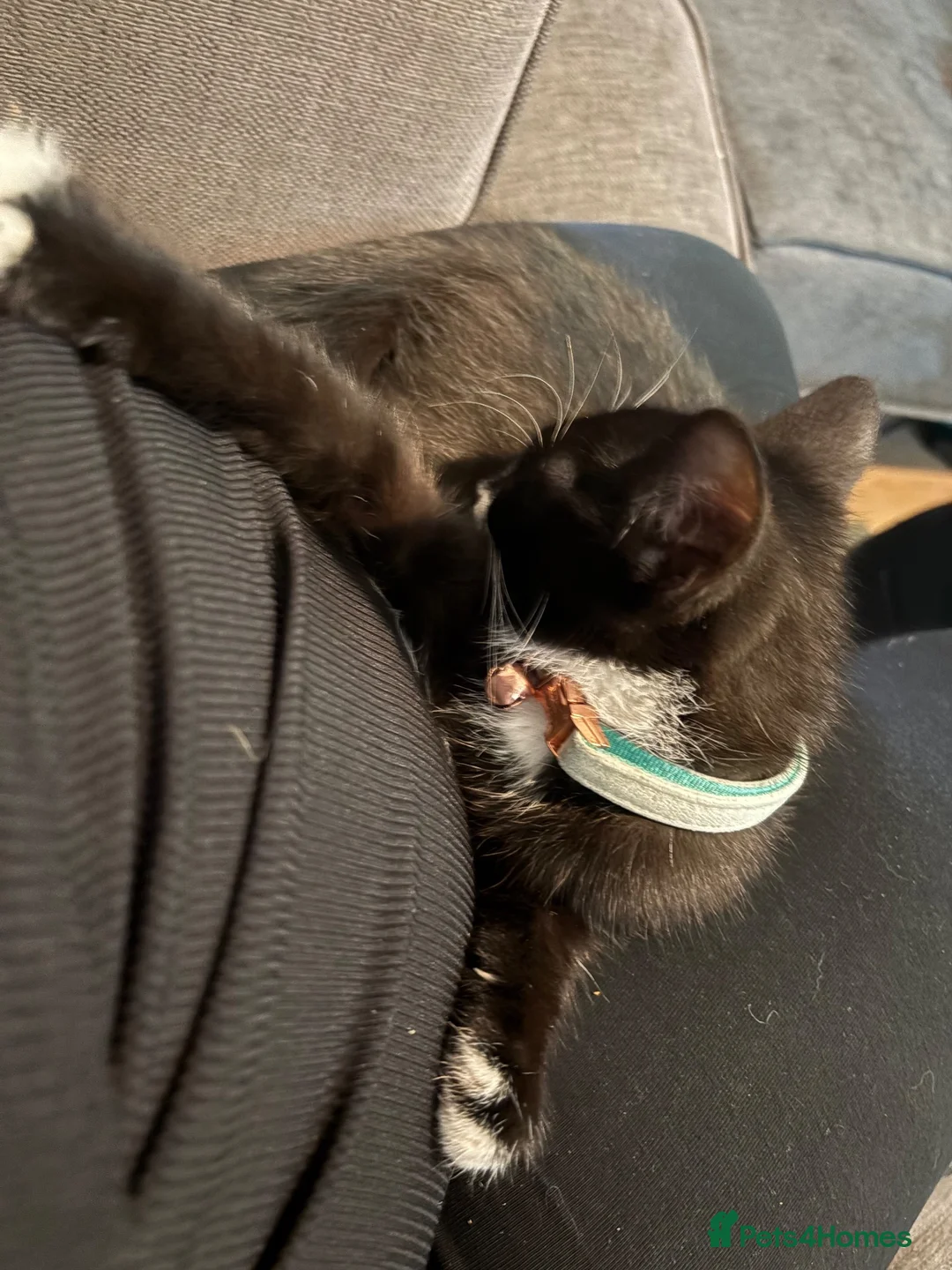 Domestic Shorthair cats for sale: 7 month old male domestic shorthair  in Chatham - Advert 3