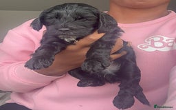 Cockapoo dogs for sale: Beautiful Cockerpoo puppies - Image 9