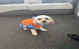 Bichon Frise dogs for stud: Teddy  - Image 1