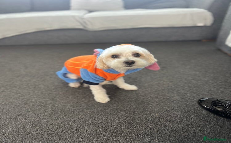 Bichon Frise dogs - Advert 1