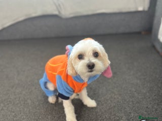 Bichon Frise dogs - Advert 2